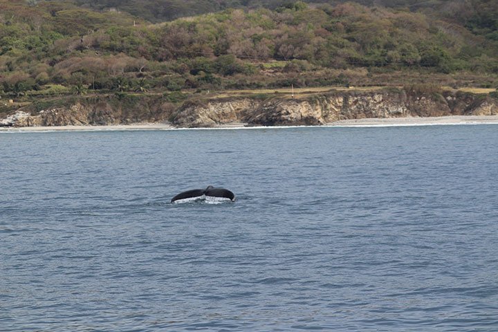 la lancha whales